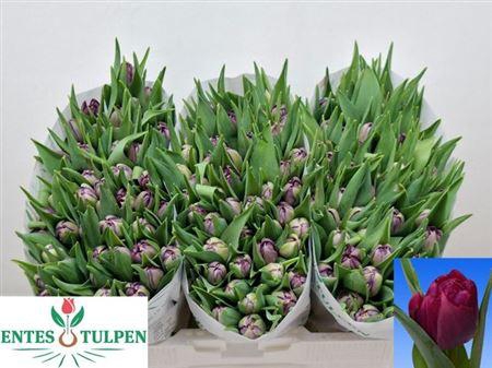 <h4>Tu Du Python</h4>