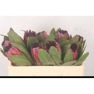 PROTEA M ICE QUEEN