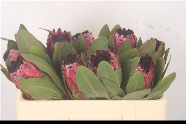 <h4>PROTEA M ICE QUEEN</h4>
