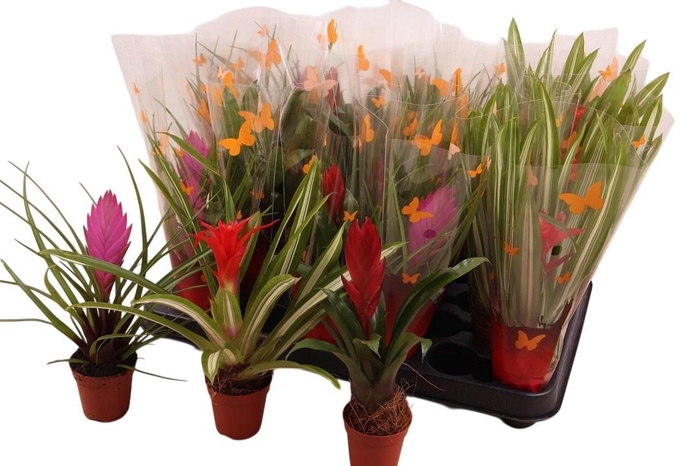 <h4>BROMELIA GEM</h4>