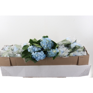 Hydr Light Blue Select Box