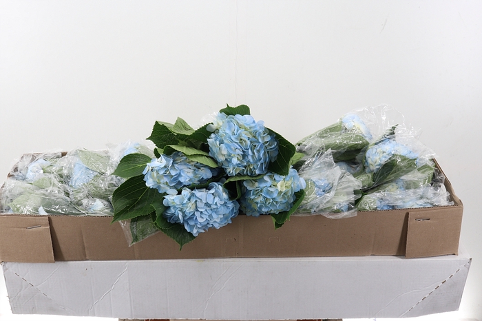 <h4>Hydr Light Blue Select Box</h4>