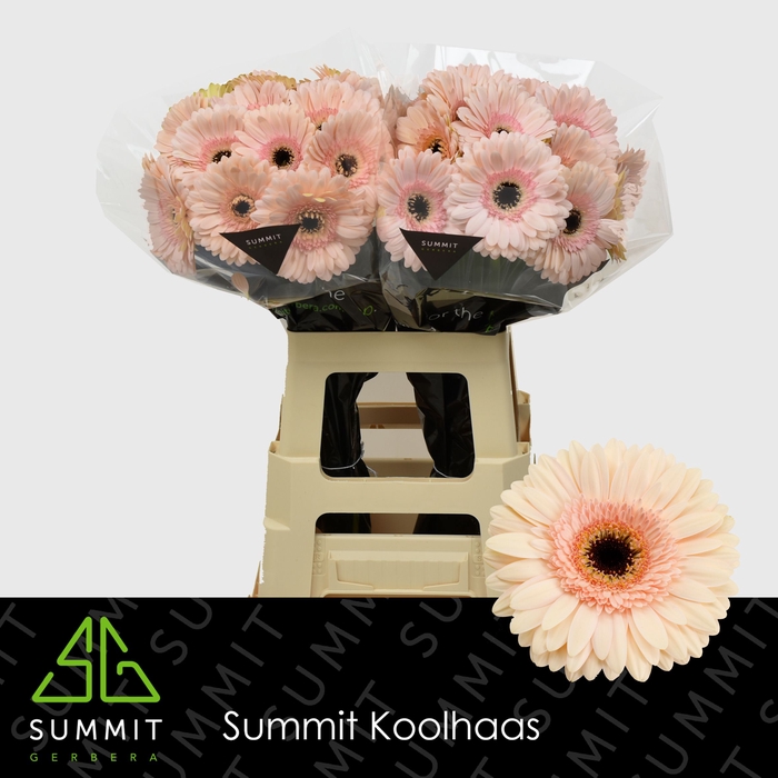 <h4>Gerbera Cafe del Mar Lang Gelijk 56cm Water x40</h4>