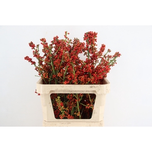 AUTUMN BERRY 080CM