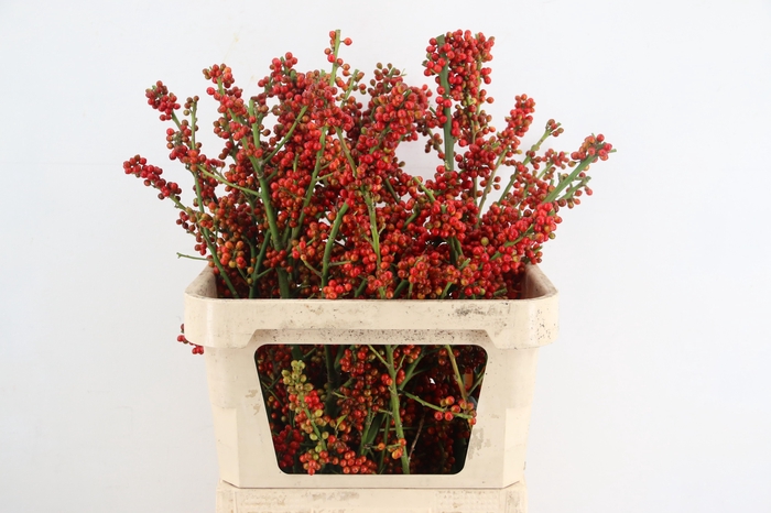 <h4>AUTUMN BERRY 080CM</h4>