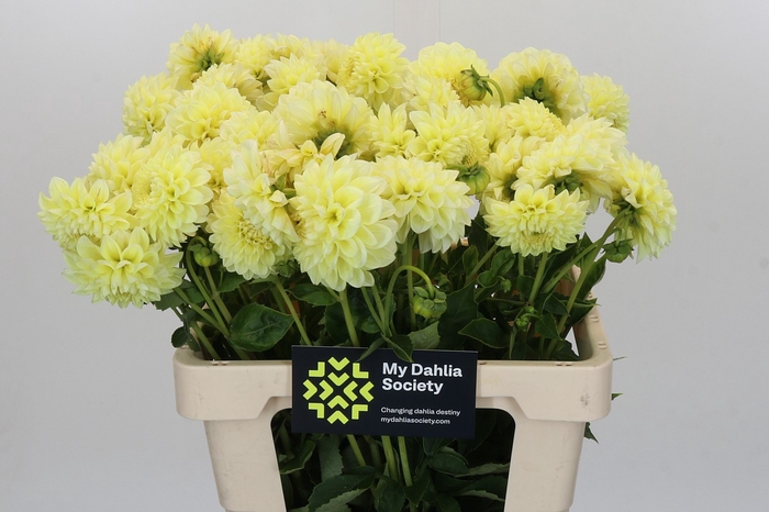 Dahlia Banana Baby