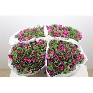 Anem Marianne Orchid