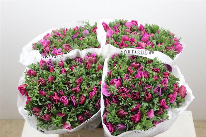 <h4>Anem Marianne Orchid</h4>