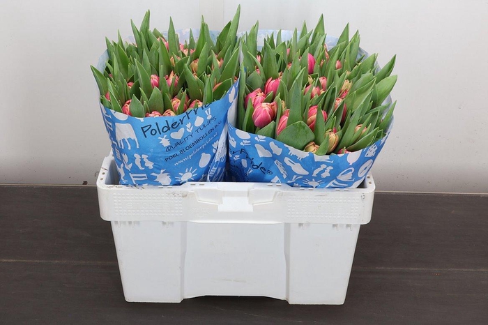 <h4>Tu Du Columbus</h4>