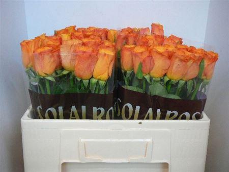 <h4>R Gr Confidential</h4>