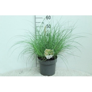 Miscanthus Sinensis Adagio