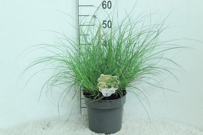 <h4>Miscanthus Sinensis Adagio</h4>