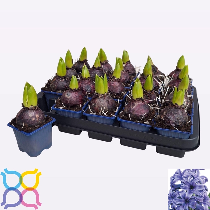 <h4>HYACIN BLUE PEARL</h4>