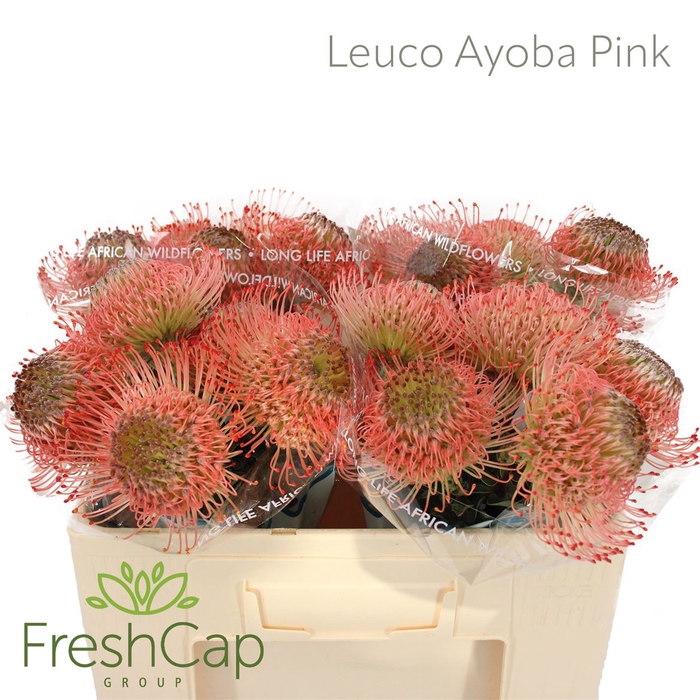 <h4>Leuco Ayoba Pink</h4>