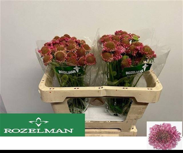 <h4>SCAB AT CANDY SCOOP</h4>