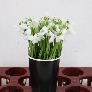 GALANTHUS NIVALIS BS