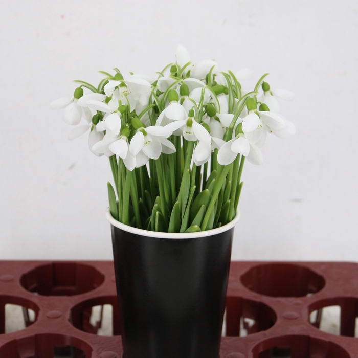 <h4>GALANTHUS NIVALIS BS</h4>