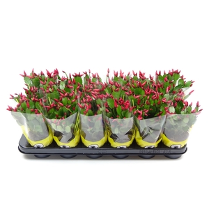 Rhipsalidopsis overig