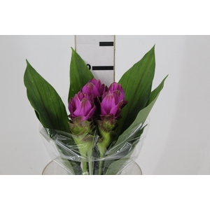 CURCUMA SIAM SHADOW 050 CM