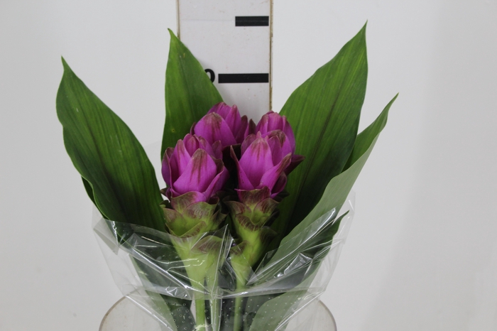 <h4>CURCUMA SIAM SHADOW 050 CM</h4>