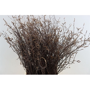 Berk 70cm Naturel Met Vrucht Pbs