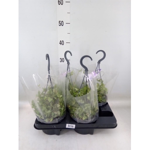 Ceropegia linearis 'Iris'