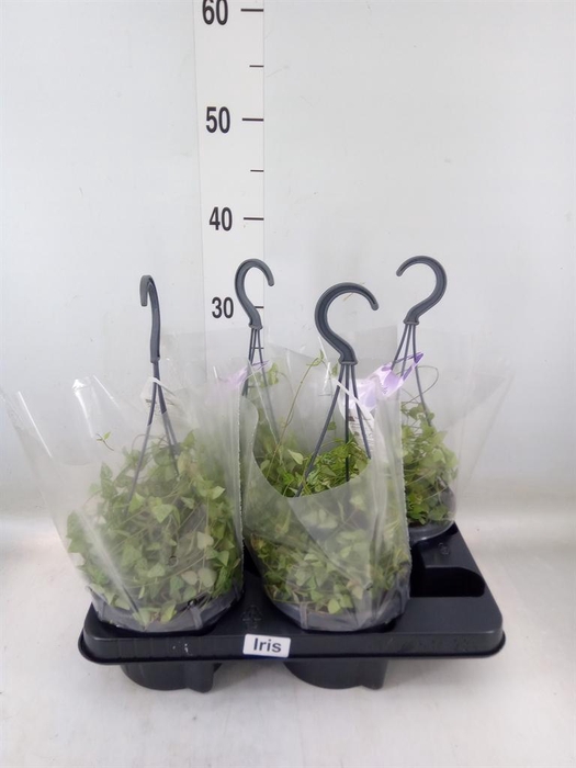 <h4>Ceropegia linearis 'Iris'</h4>