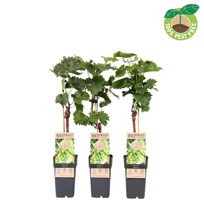 <h4>Vitis Vinifera Phoenix</h4>