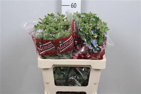 <h4>Oxypetalum coer.</h4>