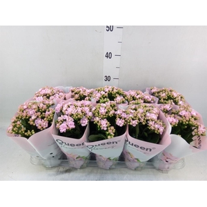 Kalanchoe  'MoreFlow Lillian'