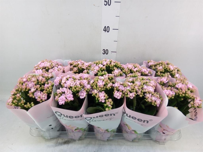 <h4>Kalanchoe  'MoreFlow Lillian'</h4>