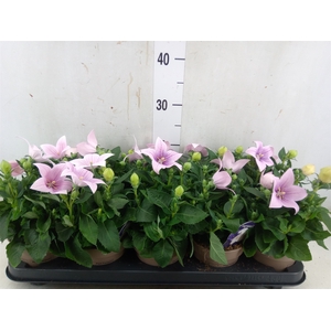 Platycodon grand. 'Astra Pink'