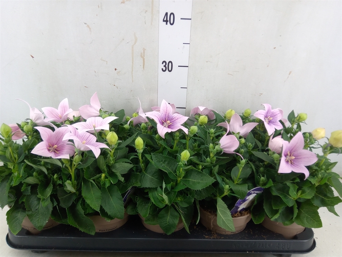 <h4>Platycodon grand. 'Astra Pink'</h4>