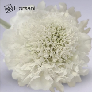 Scabiosa White **promo**