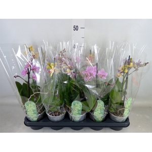 Phalaenopsis multi.   ...mix  3