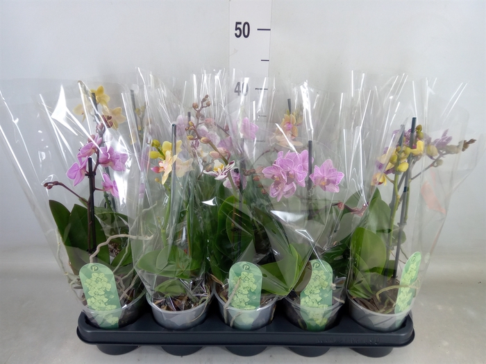 <h4>Phalaenopsis multi.   ...mix  3</h4>