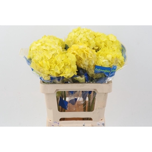 Hydr Old Yellow Tinted Select