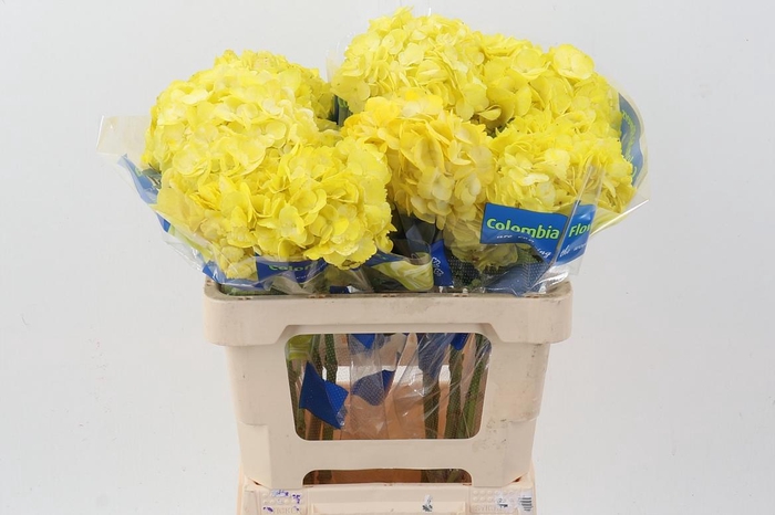 <h4>Hydr Old Yellow Tinted Select</h4>