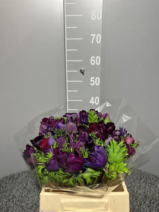 <h4>Anem Sup Black</h4>