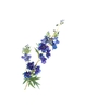 Delphinium Dark Blue
