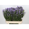 Aster Cassandra