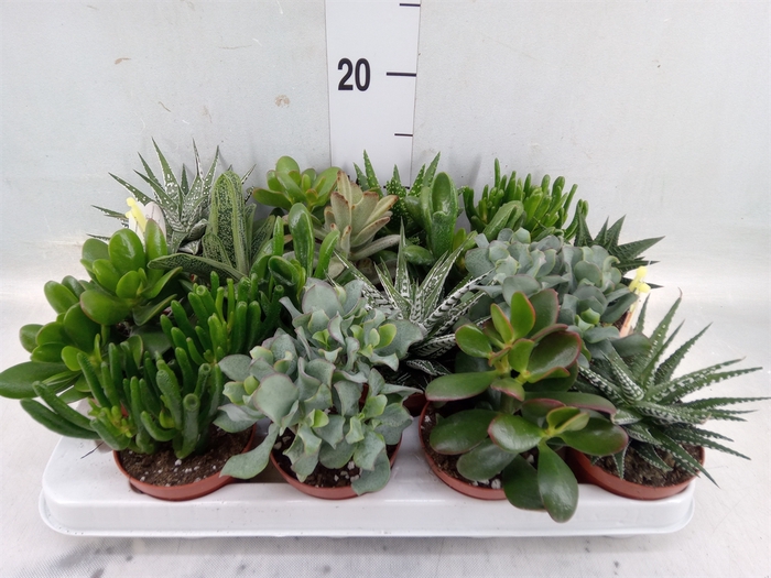 <h4>Crassula   ...mix</h4>