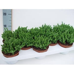 Crassula Lycopodioides