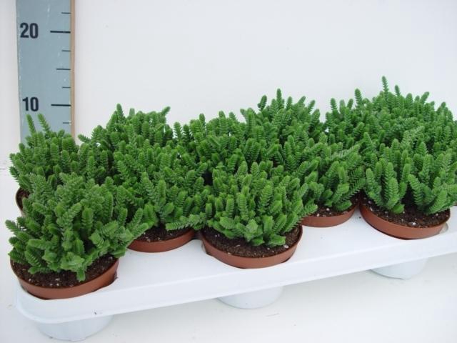 <h4>Crassula Lycopodioides</h4>