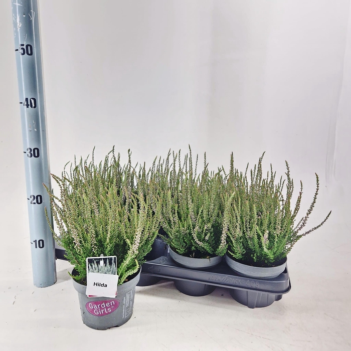 <h4>Calluna vulg. ‘Hilda’ (gg) PBR</h4>