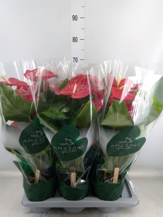 <h4>Anthurium andr. 'Nevada'</h4>