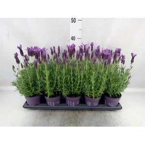 Lavandula stoec. 'Anouk'