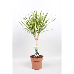 Dracaena Sunray enkele stam - hoogte 65-70