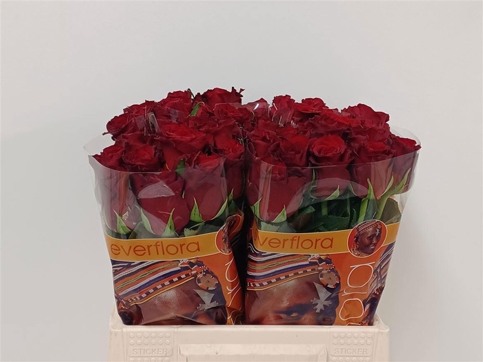 <h4>R GR ROYAL CLASS</h4>