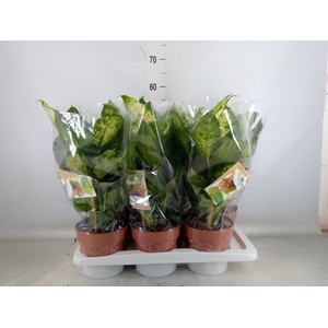 Dieffenbachia  'Camilla'